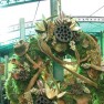 cvecara-ikebana-becej